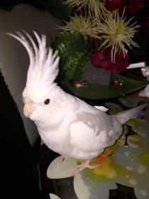 Lost Cockatiel