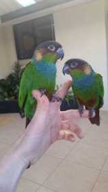 Lost Conure