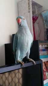 Lost Indian Ringneck Parakeet