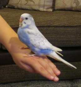 Lost Budgerigar