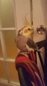 Lost Cockatiel