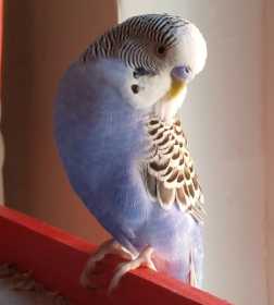 Lost Budgerigar