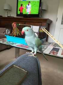 Lost Indian Ringneck Parakeet