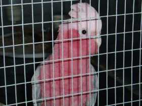 Lost Galah Cockatoo