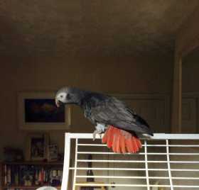 Lost African Grey