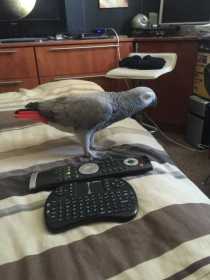 Lost African Grey