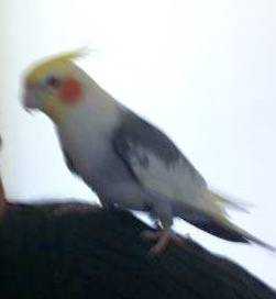 Lost Cockatiel