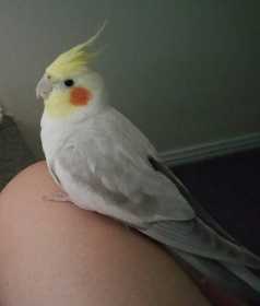 Lost Cockatiel