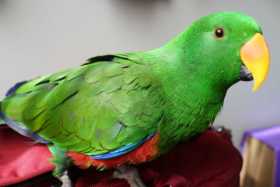 Lost Eclectus