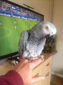 Lost African Grey