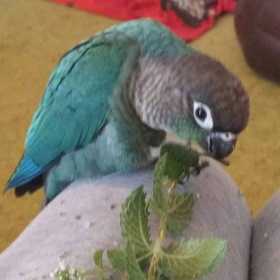 Lost Conure