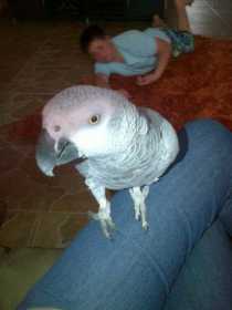 Lost African Grey