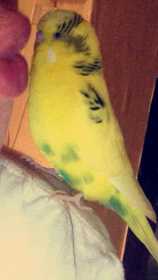 Lost Budgerigar