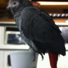 Lost African Grey
