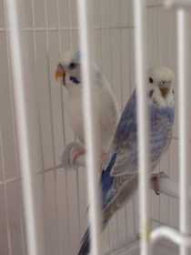 Lost Budgerigar