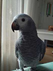 Lost African Grey