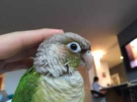 Lost Conure