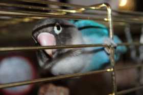 Lost Lovebird