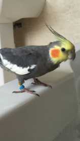 Lost Cockatiel