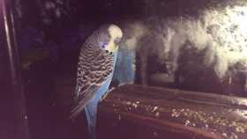 Lost Budgerigar