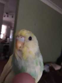 Lost Budgerigar