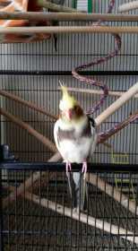 Lost Cockatiel