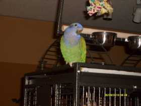 Lost Pionus