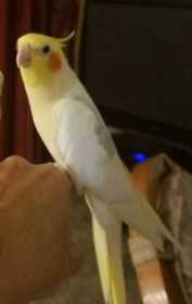 Lost Cockatiel