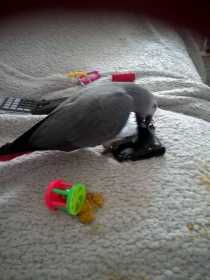 Lost African Grey