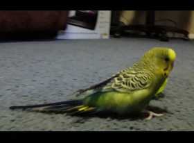 Lost Budgerigar