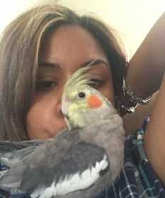 Lost Cockatiel