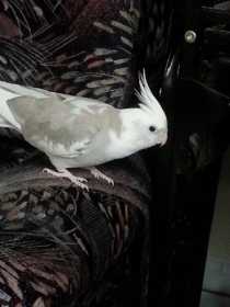 Lost Cockatiel