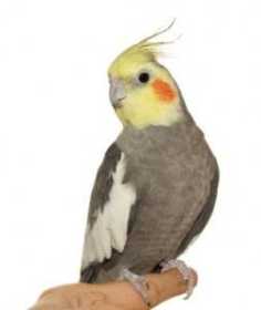 Lost Cockatiel