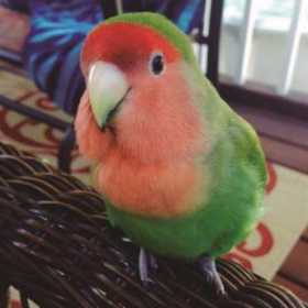 Lost Lovebird