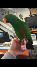 Lost Eclectus