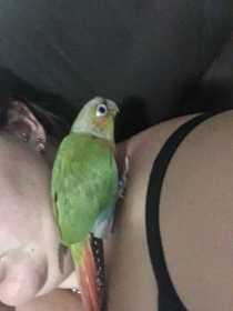 Lost Conure