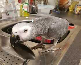 Lost African Grey