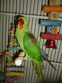Lost Alexandrine