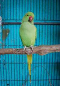 Lost Indian Ringneck Parakeet