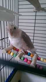 Lost Cockatiel