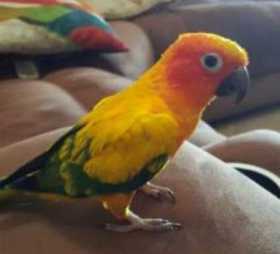 Lost Conure
