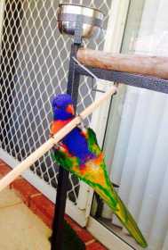 Lost Lory / Lorikeet