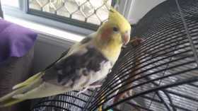 Lost Cockatiel