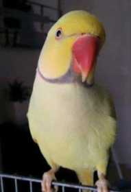 Lost African Ringneck Parakeet