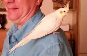 Lost Cockatiel