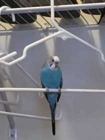 Lost Parakeet