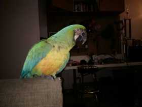 Lost Macaw