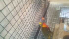 Lost Lory / Lorikeet