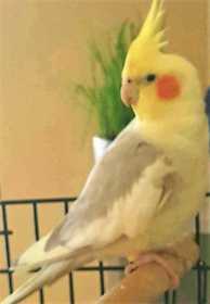 Lost Cockatiel