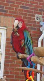 Lost Macaw